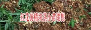 云南普洱黄精_2018普洱江城红花黄精小苗块茎(图片)