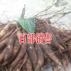 云南哪里百部药材便宜