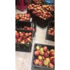 榕江县哪里有昭通苹果|昭通果业基地|13887043679