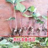 昆明哪里有滇重楼苗_楚雄云忻中草药种植有限公司