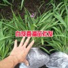 白芨一亩地多少苗?_白芨一亩地载(种)多少苗