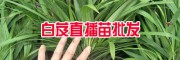 云南白芨一亩地载(种)多少苗