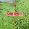 白芨苗哪里有卖_ 楚雄中草药种植公司