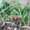 曲靖什么地方种植白芨_曲靖什么地方种植白芨?