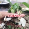 曲靖市白芨种植哪里多?-