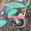 曲靖黄精根茎种苗繁殖方法-