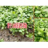 茶苗基地-哪里有大树茶苗出售-