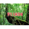 大树茶苗茶苗基本标准_大树茶苗批发基地