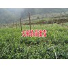 云南较好的茶苗_云南永德大树茶叶苗育苗生产厂家