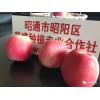 成都市哪里有昭通苹果|昭通果业基地|13887043679