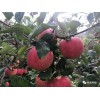 郫都区哪里有昭通苹果|昭通果业基地|13887043679