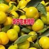 玉溪市华宁县盘溪镇张翠柑桔种植基地