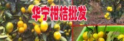 [柑桔种植技术]_张翠柑桔种植基地