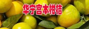 云南华宁柑桔今日均价http://www.dyzzc.ynsnw.com/