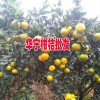 柑橘有什么功效与作用?