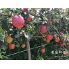广元市哪里有昭通苹果|昭通果业基地|13887043679