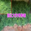 天冬苗正在批发销售