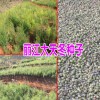 玉林,广西,良种-云南良种天冬苗-