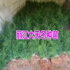 今日天门冬,天冬草,明天冬小苗多少钱一株?