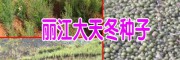 天冬苗种植浇水方法