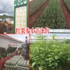 红果参种苗栽培难吗?-每亩需要多少株红果参种苗
