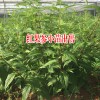 1株蜘蛛树能结多少果实?-2至3斤左右
