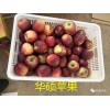 九龙坡区哪里有昭通苹果|昭通果业基地|13887043679