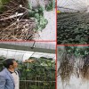 重楼种子如何进行点播-滇重楼种苗出售客服