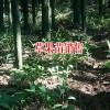草果种植什么时候适时移栽?_寻生态草果种植合作