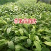 草果的产地种植条件