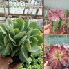 姬胧月多肉植物_多肉植物网站-18788196071