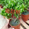 昆明多肉植物批发地_昆明多肉植物批发市场