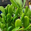 昆明花卉批发市场多肉-2018多肉市场的变化