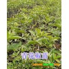 大青花椒袋装苗—云南青花椒嫁接苗_现货出售