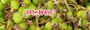 绿壳砂仁_云南食用砂仁_云南昆明绿壳砂多少钱?