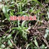 江西上饶市20~30cm白芨种苗多少钱?