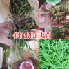 陕西商洛市10~20cm三叉白芨种苗多少钱?
