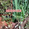 云南红河州泸西县白芨种苗多少钱?