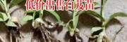 湖北咸宁市崇阳县10~20cm三叉白芨多少钱？