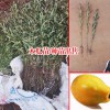 广西玉林市容县木瓜树苗多少钱一棵?