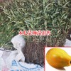 福建福州市福清市木瓜树苗多少钱一棵/