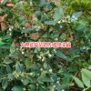 云南蓝莓种植株行距多少?