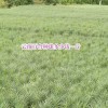 云南食用百合种球栽种时间_云南宣威市百合种植专业合作社