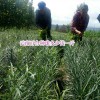 云南食用百合种球预订_食用百合种植户采收方法介绍