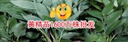 昆明黄精种苗销售公司