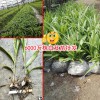 云南文山白芨种苗多少钱?一亩地需要多少钱