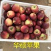 梧州市哪里有昭通苹果|昭通果业基地|13887043679