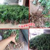 普洱黄精种苗价格_普洱哪里有黄精苗-