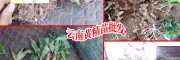 云南哪里黄精苗出售_哪里有黄精苗(附图)