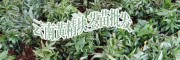 黄精苗多少钱?_普洱黄精，重楼种苗